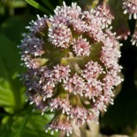 Butterbur